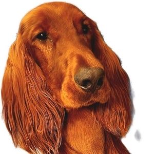 Meet your Posher, Cheri